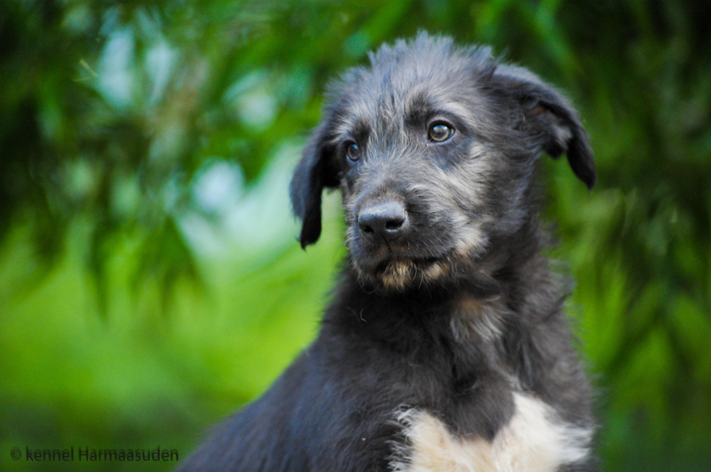 © kennel Harmaasuden